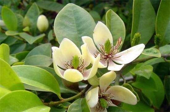 含笑花多开花怎么养,正确养护花满枝头