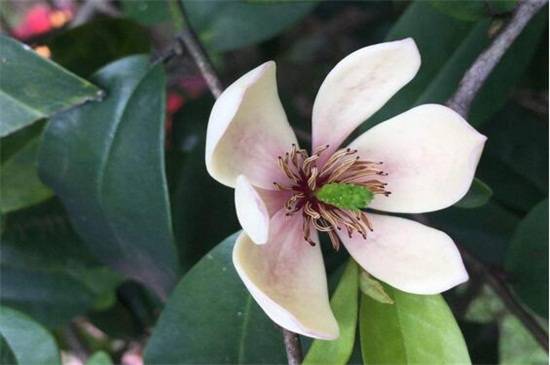 含笑花多开花怎么养,正确养护花满枝头