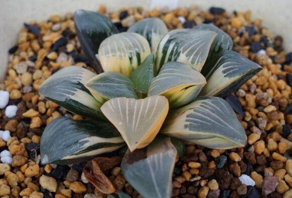 新上盆的多肉6件事情不要做