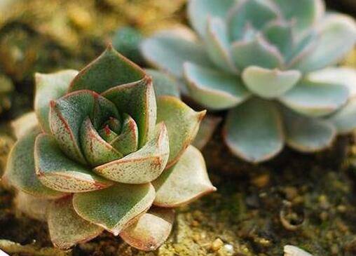 新上盆的多肉6件事情不要做