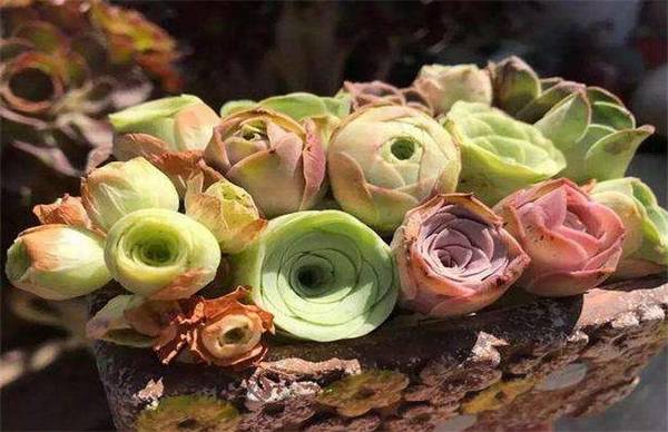 山地玫瑰怎么养长得好看