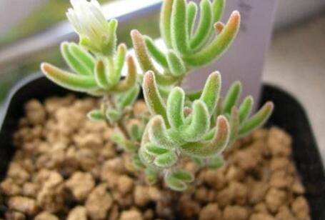 枝干番杏多肉怎么养的四季养护方法