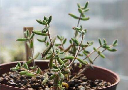 枝干番杏多肉怎么养的四季养护方法