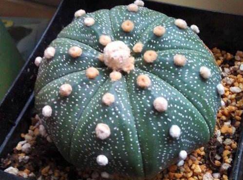 美兜的养殖方法