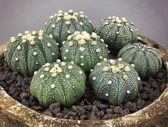 美兜的养殖方法