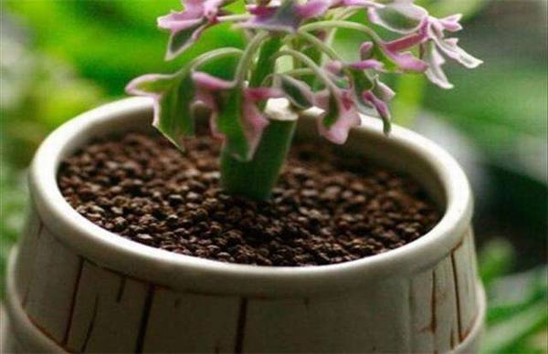 七宝树的养殖方法和注意事项