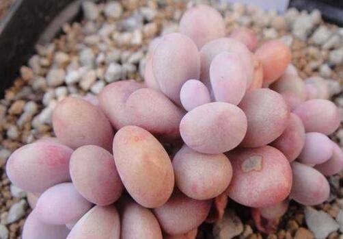 多肉桃蛋怎么养成土圆肥