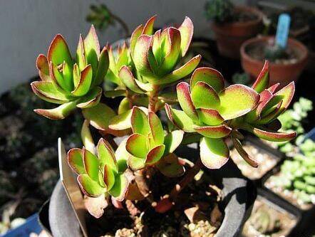 多肉植物的一些养殖误区分享