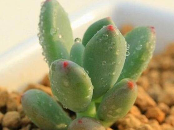 多肉植物的一些养殖误区分享