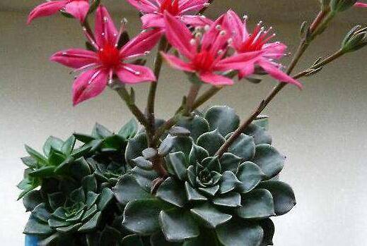 分享别露斯多肉的秋季养护技巧