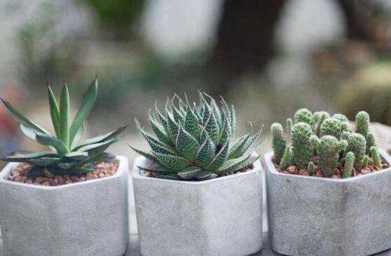 多肉植物怎么控水