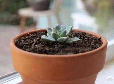 多肉砍头苗怎么养