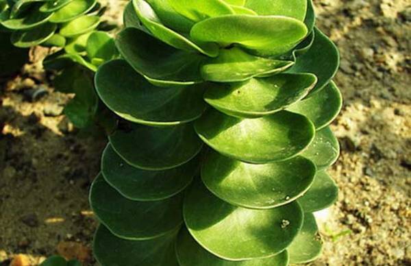 金钱木怎么养好看