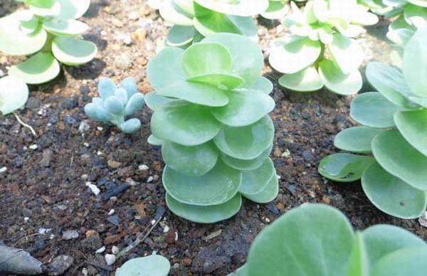 金钱木怎么养好看