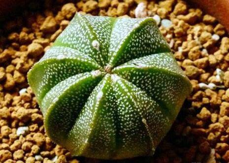 养好鸾凤玉的养殖方法技巧