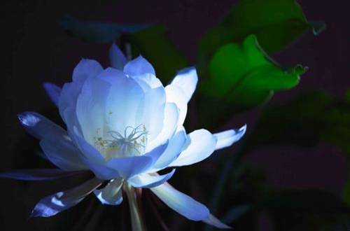 1568179811365942.jpg 昙花的叶子变软、枝条长刺怎么办