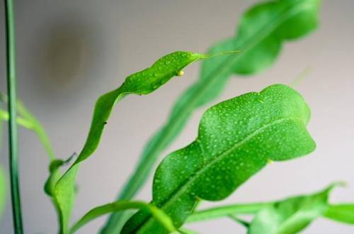 1568179825112872.jpg 昙花的叶子变软、枝条长刺怎么办