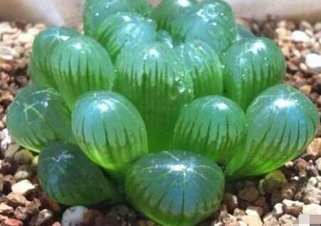 想养好玉露的养殖要点和注意事项介绍