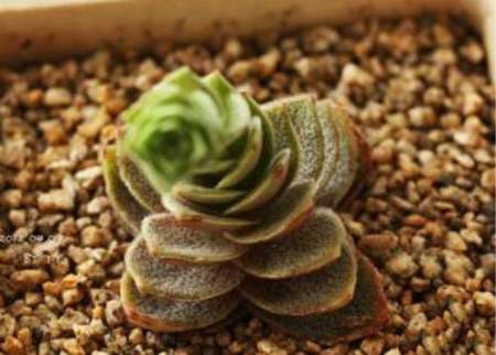 多肉梦巴养殖经验分享