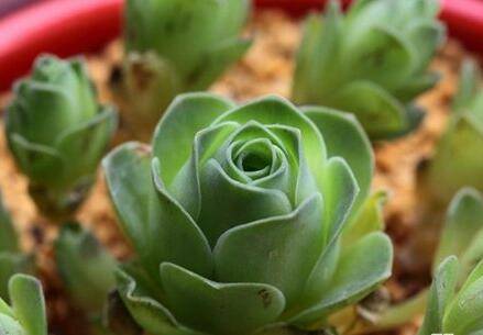 山地玫瑰的养殖方法和注意事项