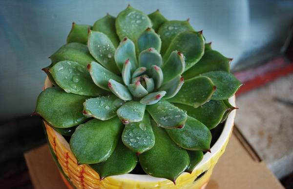 新手入门:吉娃莲的养殖技巧