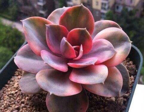 多肉一般用什么花盆养好