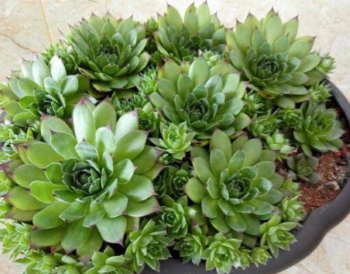 多肉一般用什么花盆养好