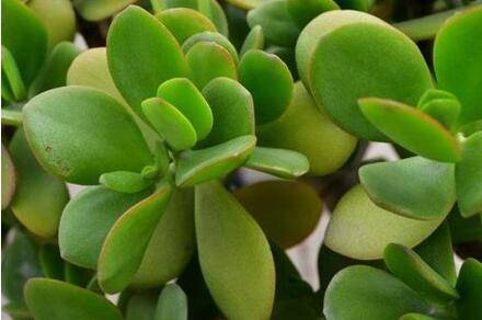 燕子掌的养护要点和注意事项