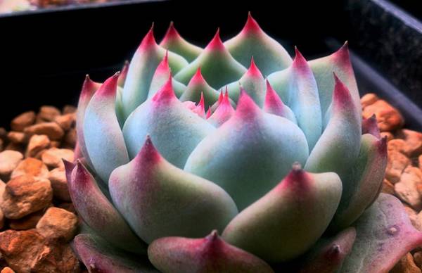 新手入门:吉娃莲的养殖技巧