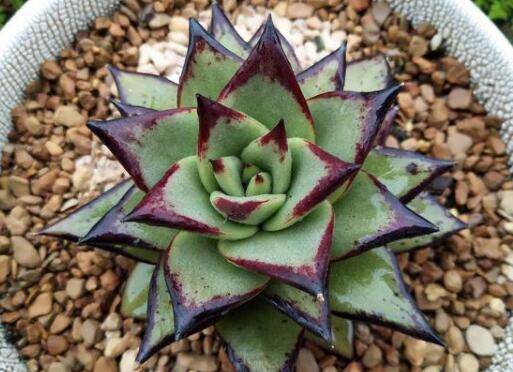 教你多肉配土最简单的方法