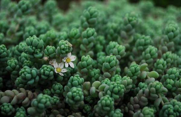 来看看姬星美人怎么养爆盆