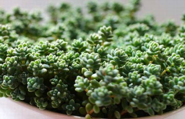 来看看姬星美人怎么养爆盆