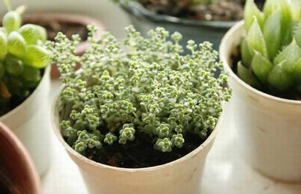 来看看姬星美人怎么养爆盆