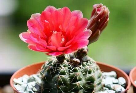 绯花玉顺利开花养护技巧