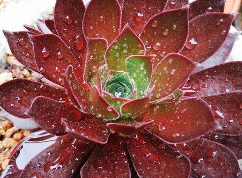 多肉法师春天能不能淋雨