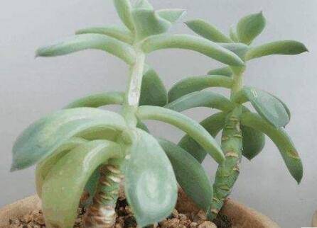 避免多肉徒长要怎么养