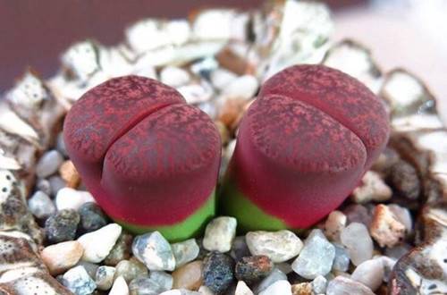 1516612627509410.jpg 养多肉植物用什么做铺面比较好