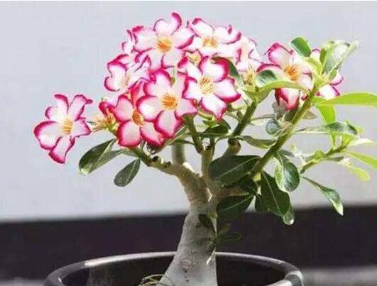 沙漠玫瑰开花时间,怎么养才会开花