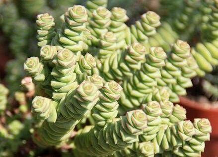 养好钱串的浇水方法