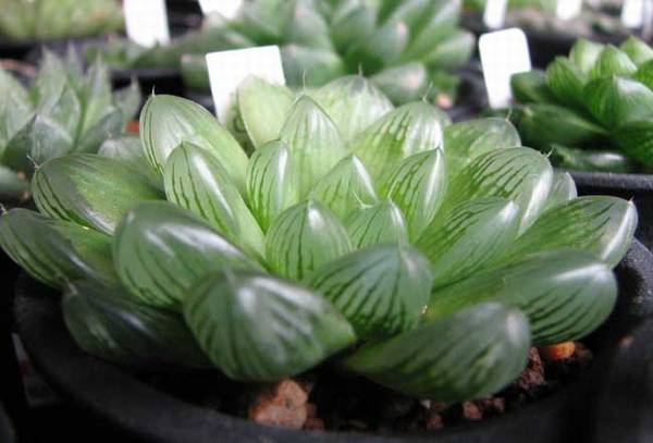 玉露怎么养饱满晶莹剔透