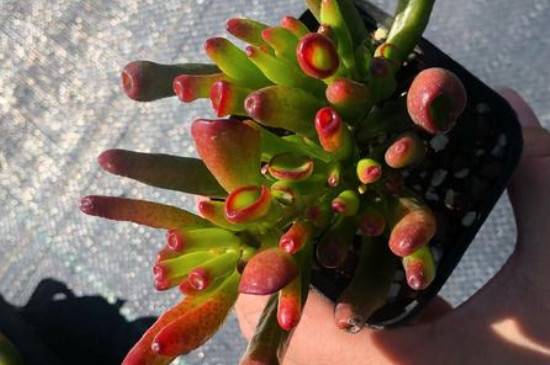 吸财树怎么养好看