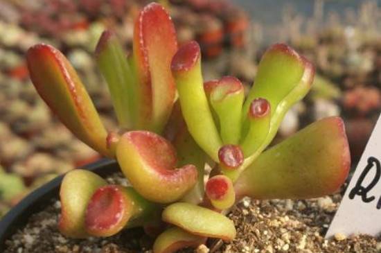 吸财树怎么养好看