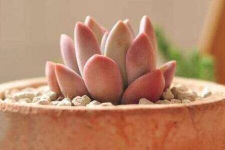 奥普琳娜怎么爆多头