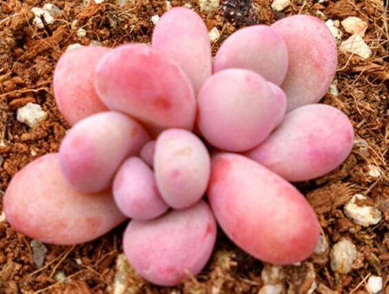 多肉桃蛋快速生长养护方法