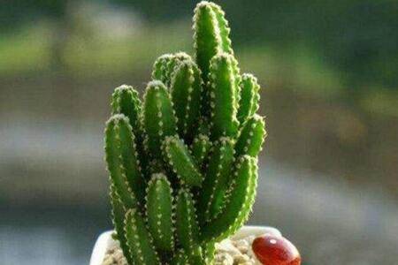 万重山爆盆的4点养护技巧