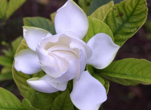 栀子花的开花养护技巧