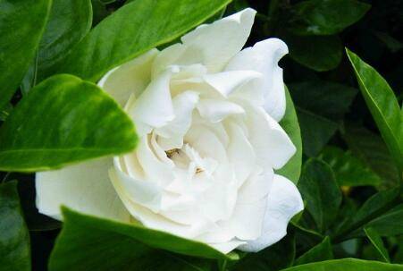 栀子花的开花养护技巧