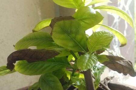 栀子花叶子边缘发黑枯萎怎么办