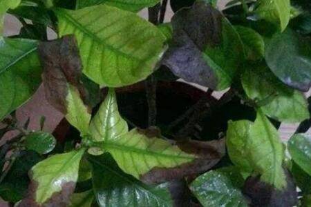 栀子花叶子边缘发黑枯萎怎么办