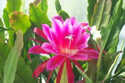 1581664032129052.jpg 让令箭荷花多开花的修剪技巧方法